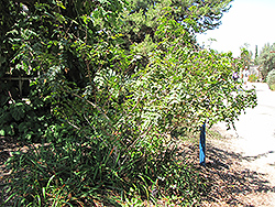 Shnilemoon Channel Islands Grape Holly (Mahonia pinnata ssp. insularis 'Shnilemoon') at Stonegate Gardens