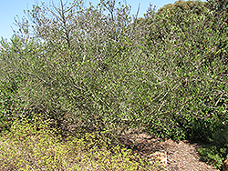 Tree Lilac (Ceanothus arboreus) at Stonegate Gardens