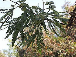 Santa Cruz Island Ironwood (Lyonothamnus floribundus ssp. aspleniifolius) at Stonegate Gardens