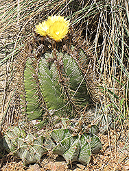 Monk's Hood Cactus (Astrophytum ornatum) at Stonegate Gardens