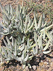 Finger Aloe (Cotyledon orbiculata var. oblonga) at Lakeshore Garden Centres