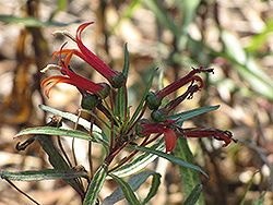 Mexican Cardinal Flower (Lobelia laxiflora) at Stonegate Gardens