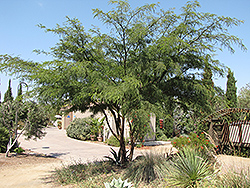 Thornless Chilean Mesquite (Prosopis chilensis 'Thornless') at Stonegate Gardens