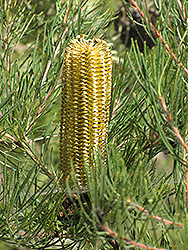 Cunningham's Banksia (Banksia spinulosa var. cunninghamii) at Stonegate Gardens