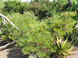 Cunningham's Banksia (Banksia spinulosa var. cunninghamii) at Stonegate Gardens