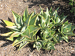 Jeweled Aloe (Aloe distans) at Stonegate Gardens
