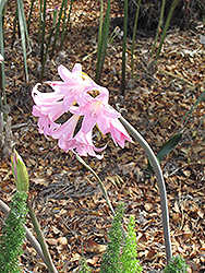 Belladonna Lily (Amaryllis belladonna) at Stonegate Gardens