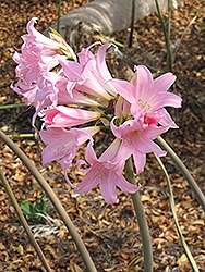 Belladonna Lily (Amaryllis belladonna) at Stonegate Gardens