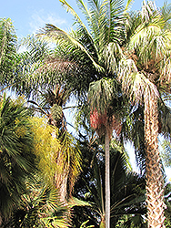 Christmas Palm (Veitchia merrillii) at Stonegate Gardens