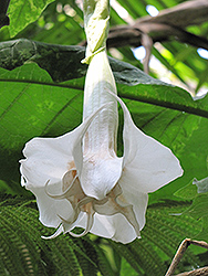 Double White Angel's Trumpet (Brugmansia x candida 'Double White') at Stonegate Gardens