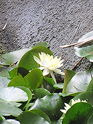 Trudy Slocum Tropical Water Lily (Nymphaea 'Trudy Slocum') at Stonegate Gardens