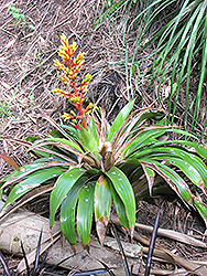 Tail Bromeliad (Aechmea caudata) at Stonegate Gardens