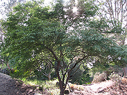 White Carob Tree (Prosopis alba) at Stonegate Gardens
