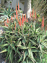 Aloe Vera (Aloe vera) at A Very Successful Garden Center
