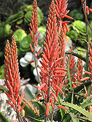 Aloe Vera (Aloe vera) at Lakeshore Garden Centres