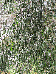 Australian Willow (Geijera parviflora) at Stonegate Gardens