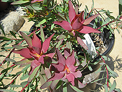 Blush Conebush (Leucadendron salignum 'Blush') at Stonegate Gardens