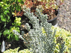 Silver Cape Ozothamnus (Ozothamnus leptophyllus 'Silver Cape') at Stonegate Gardens