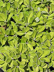 Nana Pittosporum (Pittosporum crassifolium 'Nana') at Stonegate Gardens