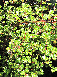 Traversii New Zealand Myrtle (Lophomyrtus x ralphii 'Traversii') at Stonegate Gardens