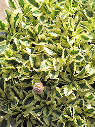 Variegated Pincushion Flower (Scabiosa farinosa 'Variegata') at Stonegate Gardens