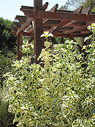 Marble Queen Mirror Bush (Coprosma repens 'Marble Queen') at Lakeshore Garden Centres