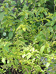 Golden Sharpitor Fuchsia (Fuchsia 'Golden Sharpitor') at Stonegate Gardens