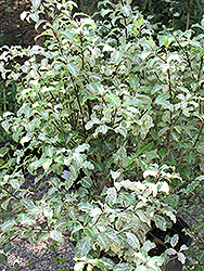 Irene Patterson Kohuhu (Pittosporum tenuifolium 'Irene Patterson') at Stonegate Gardens