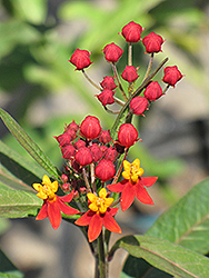 Wildfire Milkweed (Asclepias curassavica 'Wildfire') at Stonegate Gardens