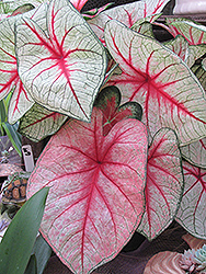 White Queen Caladium (Caladium 'White Queen') at Lakeshore Garden Centres