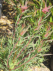 Golden Tip Conebush (Leucadendron salignum 'Golden Tip') at Stonegate Gardens