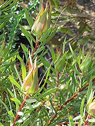 Little Bit Conebush (Leucadendron 'Little Bit') at Stonegate Gardens
