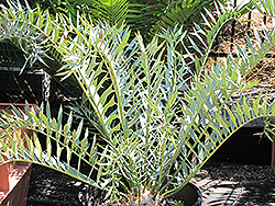 Dwarf Eastern Cape Blue Cycad (Encephalartos horridus (Dwarf Form)) at Stonegate Gardens