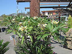 White Star Frangipani (Plumeria rubra 'White Star') at Stonegate Gardens