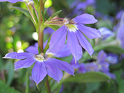 Whirlwind Blue Fan Flower (Scaevola aemula 'Whirlwind Blue') at Stonegate Gardens