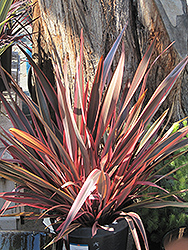 Firebird New Zealand Flax (Phormium 'Firebird') at Stonegate Gardens