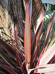 Firebird New Zealand Flax (Phormium 'Firebird') at Stonegate Gardens