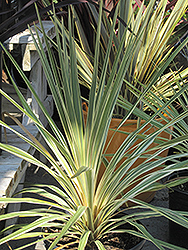 Sparkler Grass Palm (Cordyline australis 'Sparkler') at Stonegate Gardens