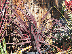 Dark Delight New Zealand Flax (Phormium 'Dark Delight') at Stonegate Gardens