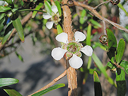 Lemon Scented Tea-Tree (Leptospermum petersonii) at Stonegate Gardens