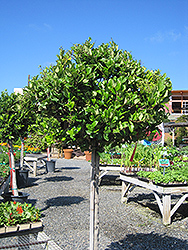 Texanum Japanese Privet (Topiary form) (Ligustrum japonicum 'Texanum (Topiary)') at Stonegate Gardens
