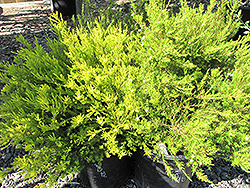 Compact Diosma (Coleonema pulchellum 'Compacta') at Lakeshore Garden Centres