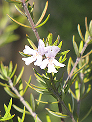 Coast Rosemary (Westringia fruticosa) at Stonegate Gardens