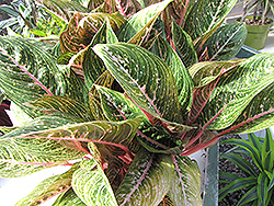 Pink Sapphire Chinese Evergreen (Aglaonema 'Pink Sapphire') at Stonegate Gardens