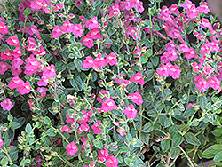 Texas Rose Pink Skullcap (Scutellaria suffrutescens 'Texas Rose') at Lakeshore Garden Centres