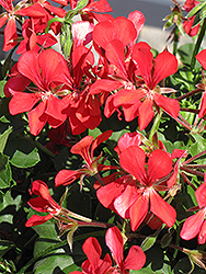 Blizzard Red Ivy Leaf Geranium (Pelargonium peltatum 'Blizzard Red') at Stonegate Gardens