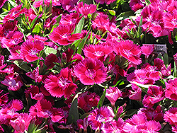 Ideal Deep Violet Pinks (Dianthus 'Ideal Deep Violet') at Stonegate Gardens