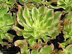 Tri-Color Variegated Aeonium (Aeonium arboreum var. luteovariegatum) at Stonegate Gardens