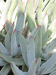 Flavida Finger Aloe (Cotyledon orbiculata 'Flavida') at Stonegate Gardens