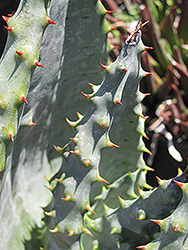 Cape Aloe (Aloe ferox) at Lakeshore Garden Centres